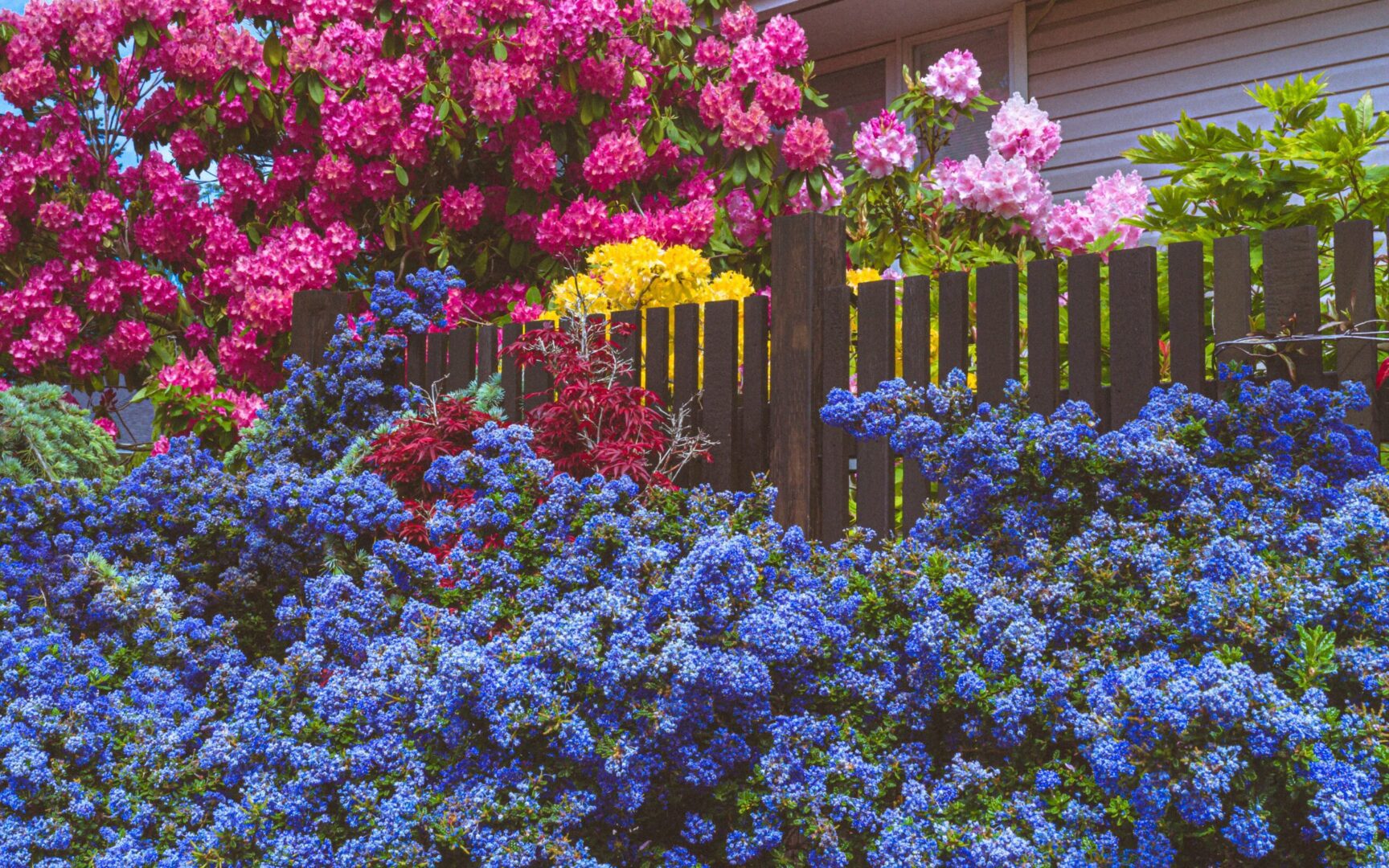 A garden of flowers with a fence in the background.